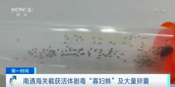 海关截获大量剧毒寡妇蛛卵！送检当天孵出数百蜘蛛-3.jpg