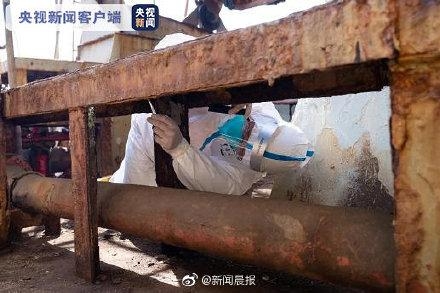 南通海关截获活体剧毒蜘蛛“寡妇蛛”及大量新鲜蜘蛛卵囊-1.jpg
