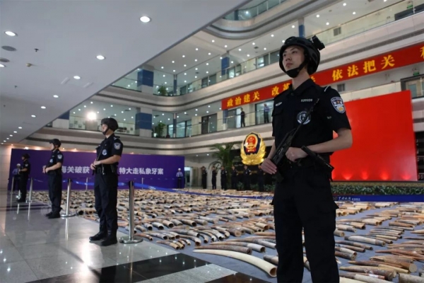2748根!7.48吨!黄埔海关查获“1.17”特大象牙走私案w3.jpg