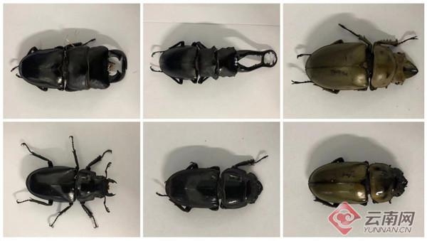 昆明海关在邮递渠道截获10只活体甲虫-1.jpg
