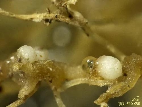 【动植物检疫】进境种苗那些事儿-11.jpg