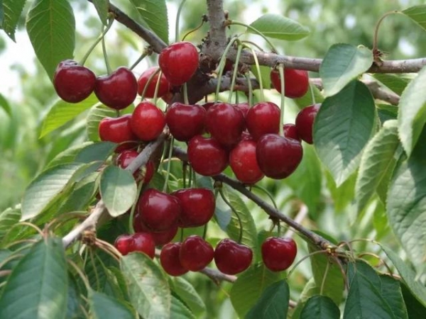 【动植物检疫】樱桃红了 | 大连樱桃走向国际市场-2.jpg
