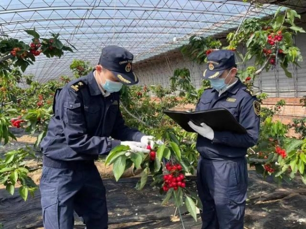 【动植物检疫】樱桃红了 | 大连樱桃走向国际市场-9.jpg