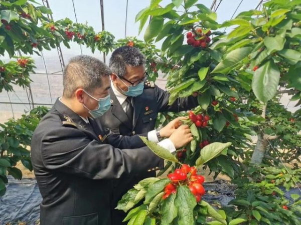 【动植物检疫】樱桃红了 | 大连樱桃走向国际市场-10.jpg