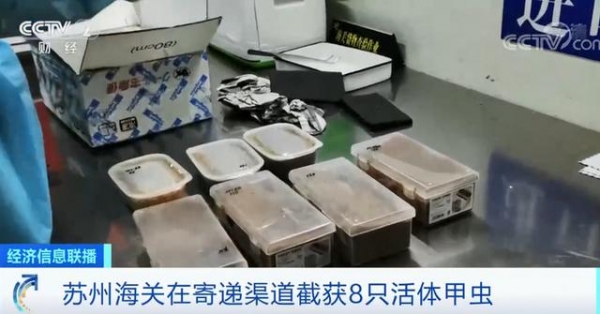 海关截获8只活体长戟大兜虫，力量极大！网友：是何居心？-1.jpg