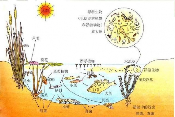 海关截获能举起自身重量850倍的昆虫，活体昆虫入境为何屡禁不止-3.jpg