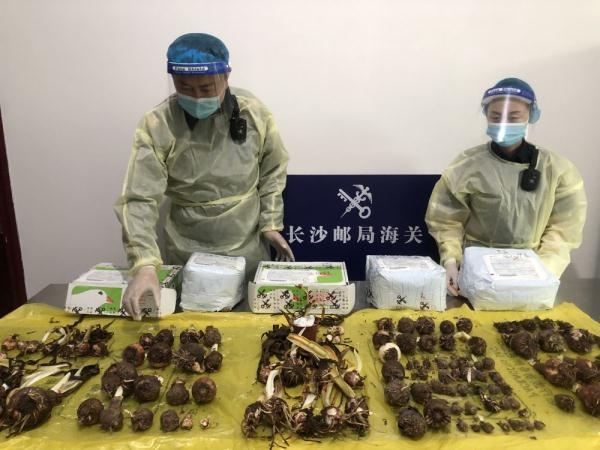 美丽但不合法！长沙邮局海关连续截获朱顶红177株-1.jpg