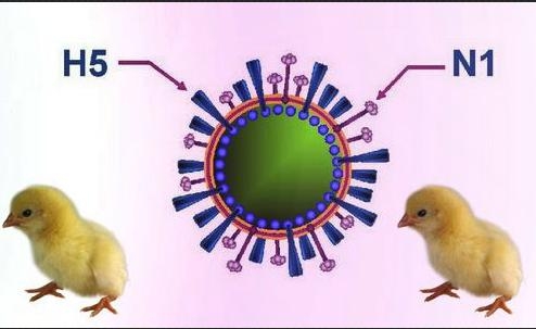 带您了解H5N1亚型高致病性禽流感-3.jpg