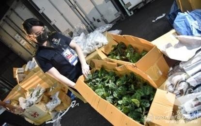 菲律宾海关局查获并销毁2000株观赏植物-1.jpg