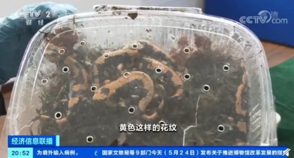 北京海关查获19只活体火蝾螈，随时会产子！网友怒了：买来干嘛？-2.jpg