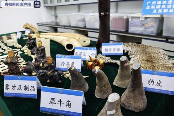 广州海关移交查获的濒危野生动植物及其制品 涉及象牙、豹皮、穿山甲片......-1.jpg