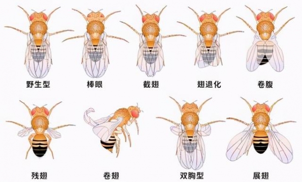 美国包裹！青岛海关截获7000只黑腹，网友：这是中国果农们的噩梦-3.jpg