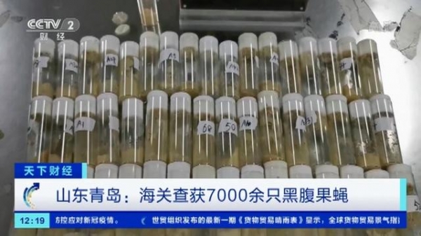 青岛海关查获超7000只黑腹果蝇，为什么说它的价值比危害更大？-2.jpg