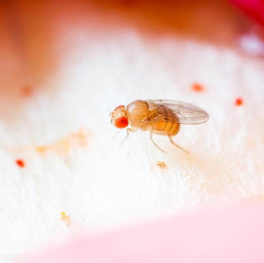 为何我国海关近期频繁截获黑腹果蝇，是不是有人蓄意投放害虫？-1.jpg