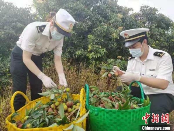 海关助广西灵山荔枝抢“鲜”出口实现零突破-2.jpg