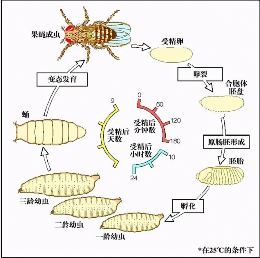 不明包裹来自美国！7000只黑腹果蝇被青岛海关查获，是为了科研？-4.jpg