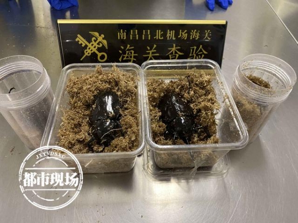 南昌海关截获！“饼干”邮件里，藏有4只活体&#34;巨虫&#34;-1.jpg