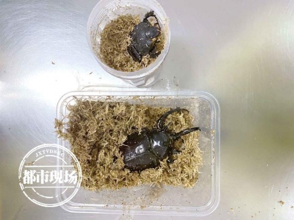 南昌海关截获！“饼干”邮件里，藏有4只活体"巨虫"-4.jpg