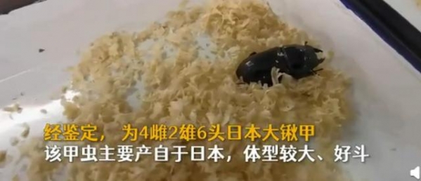 南京海关查获6头日本大锹甲虫：好斗！网友：带它们入境干嘛-2.jpg