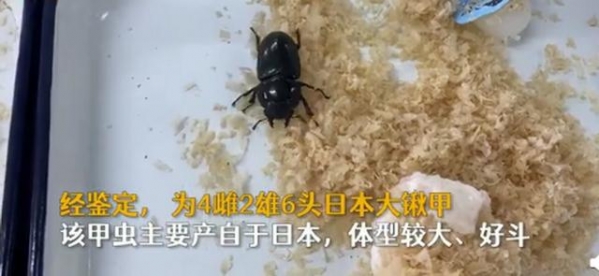 南京海关查获6头日本大锹甲虫：好斗！网友：带它们入境干嘛-3.jpg