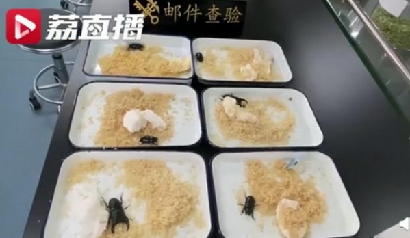 南京海关查获6头日本大锹甲虫：好斗！网友：带它们入境干嘛-4.jpg