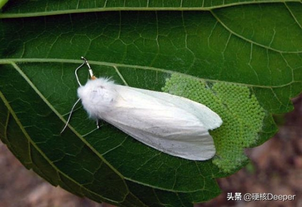 青岛海关查获7000只黑腹果蝇！是美国对中国的生物战吗？-13.jpg