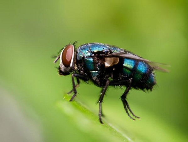 警惕生物战!我国海关截获美国包裹,7000只黑腹果蝇恐成为果农噩梦-2.jpg