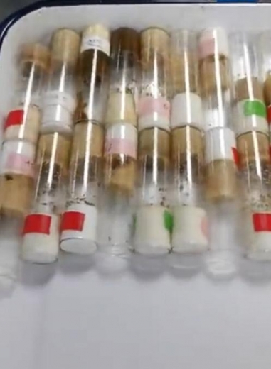 海关查获活体黑腹果蝇！塑料试管58支，网友怒了：是何居心？-3.jpg
