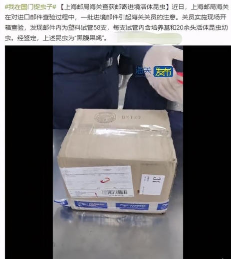 继美国包裹之后！上海海关又查获1200只黑腹果蝇 生物入侵威胁严重-1.jpg