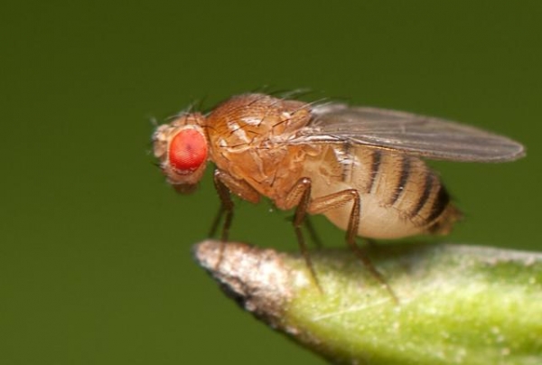 继美国包裹之后！上海海关又查获1200只黑腹果蝇 生物入侵威胁严重-3.jpg