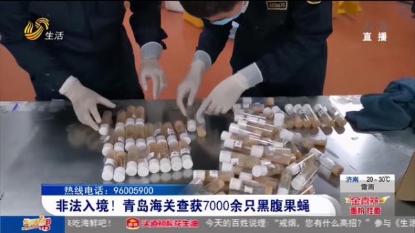 继美国包裹之后！上海海关又查获1200只黑腹果蝇 生物入侵威胁严重-6.jpg