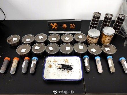 马场黄金鬼锹甲等昆虫被海关截获-5.jpg