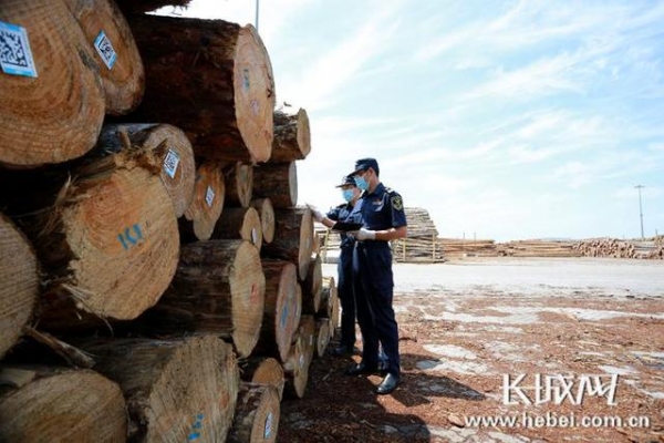 2021年1-5月曹妃甸海关监管进出口木材总值约1.19亿元 同比增长2.3倍-3.jpg