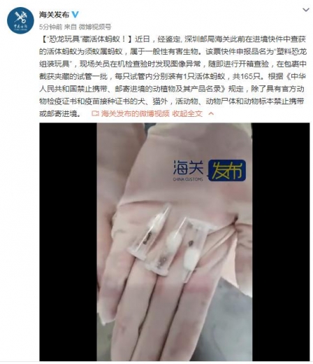 “恐龙玩具”藏活体蚂蚁！深圳邮局海关在进境快件中查获的活体蚂蚁为须蚁属蚂蚁-1.jpg