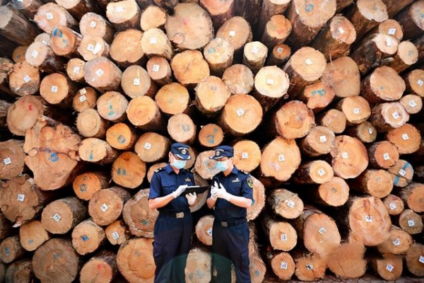 1-5月曹妃甸进出口木材总值约1.19亿元-2.jpg
