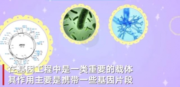 重庆海关查获24支“重组质粒”专家：能自我复制 主要作用是携带基因片段，存在生物安全风险-2.jpg