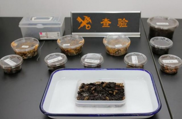 “暗黑”生物结队闯关，大连邮局海关截获100余只活体节肢动物-3.jpg