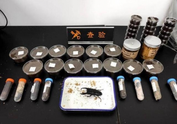 日本包裹！海关查获44只甲虫 生物入侵工具：最漂亮甲虫黄金鬼锹甲-1.jpg