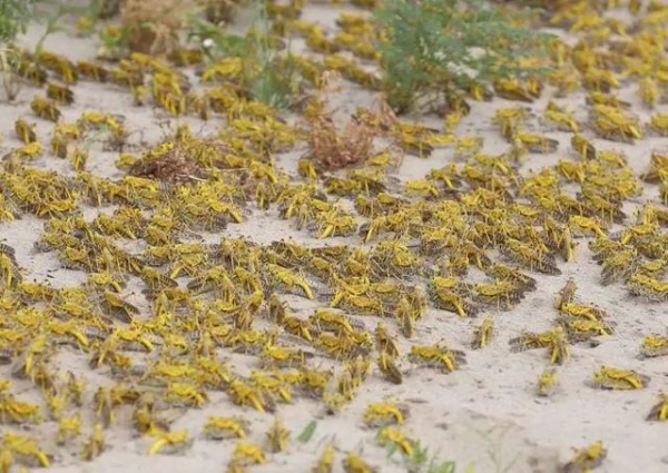 日本包裹！海关查获44只甲虫 生物入侵工具：最漂亮甲虫黄金鬼锹甲-7.jpg