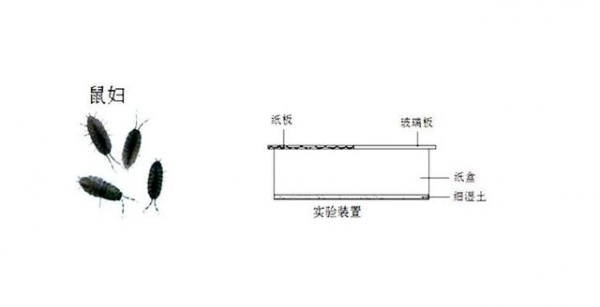 又是日本！100余只活体动物被大连海关查获，鼠妇破坏力有多强-7.jpg