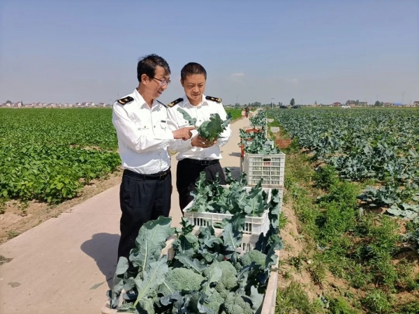 (视频)我为群众办实事 | 南京海关助力西兰花走向国际餐桌w3.jpg