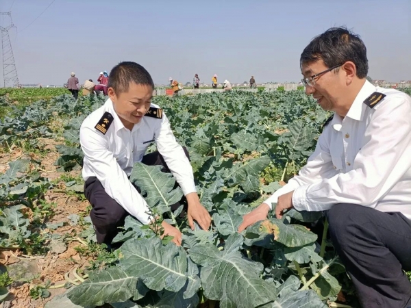 (视频)我为群众办实事 | 南京海关助力西兰花走向国际餐桌w5.jpg