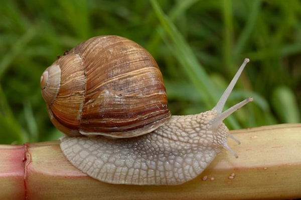 生物战？北京海关首次截获活体29只盖罩大蜗牛 食量大，繁殖速度快-3.jpg