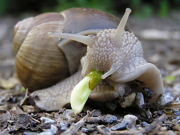 生物战？北京海关首次截获活体29只盖罩大蜗牛 食量大，繁殖速度快-4.jpg