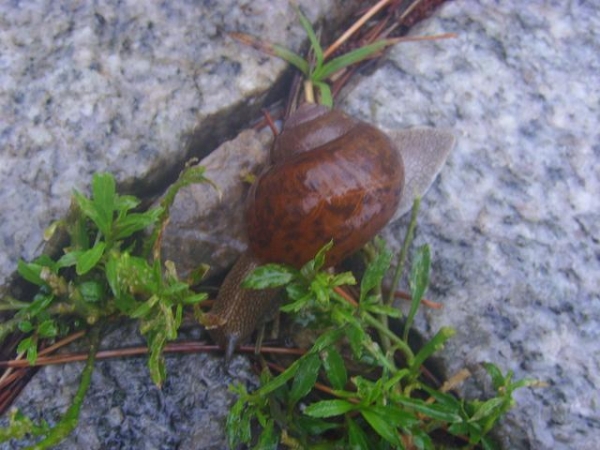 生物战？北京海关首次截获活体29只盖罩大蜗牛 食量大，繁殖速度快-5.jpg
