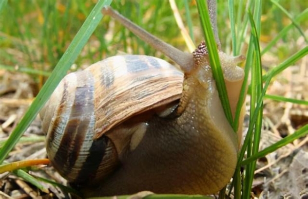 生物战？北京海关首次截获活体29只盖罩大蜗牛 食量大，繁殖速度快-6.jpg