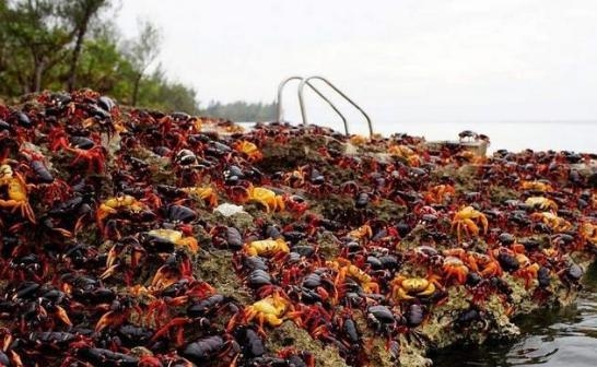 生物战？北京海关首次截获活体29只盖罩大蜗牛 食量大，繁殖速度快-8.jpg