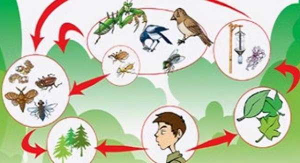 生物战？北京海关首次截获活体29只盖罩大蜗牛 食量大，繁殖速度快-9.jpg