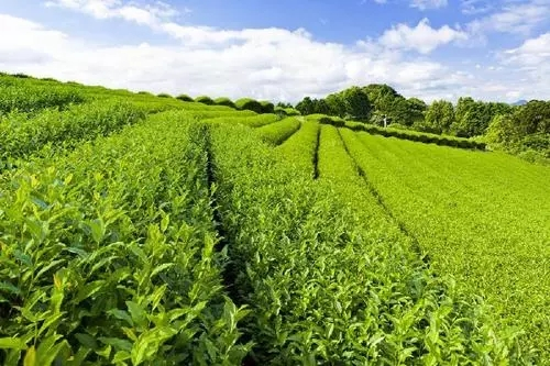 【动植物检疫】出口食品原料种植场备案办事指南w6.jpg