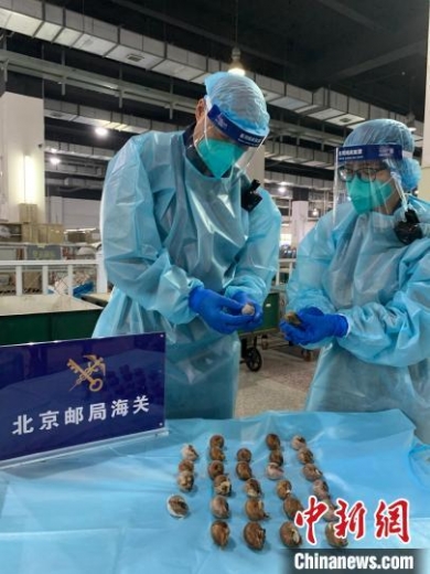 北京海关首次截获境外邮寄活体盖罩大蜗牛-1.jpg